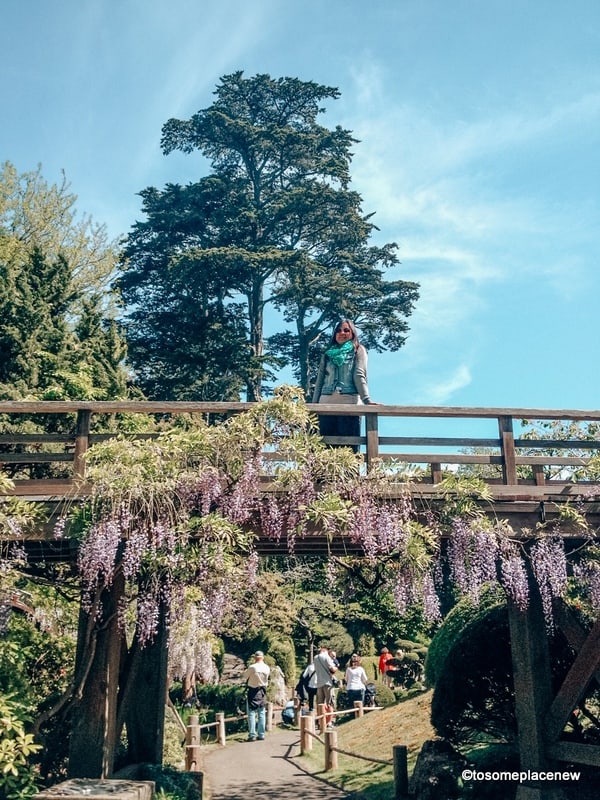 旧金山的日本花园