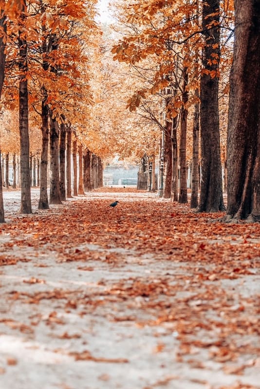 秋天在巴黎。杜伊勒里宫花园。秋天公园的落叶风景