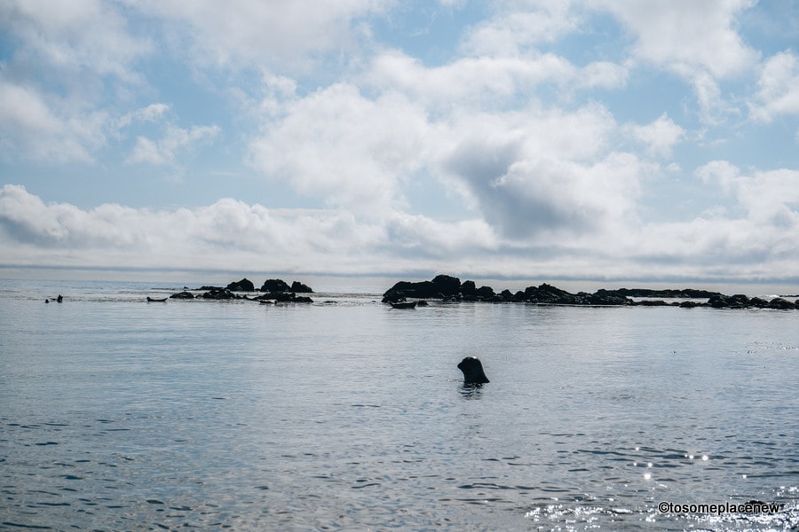 海豹在Ytri Tunga海豹海滩