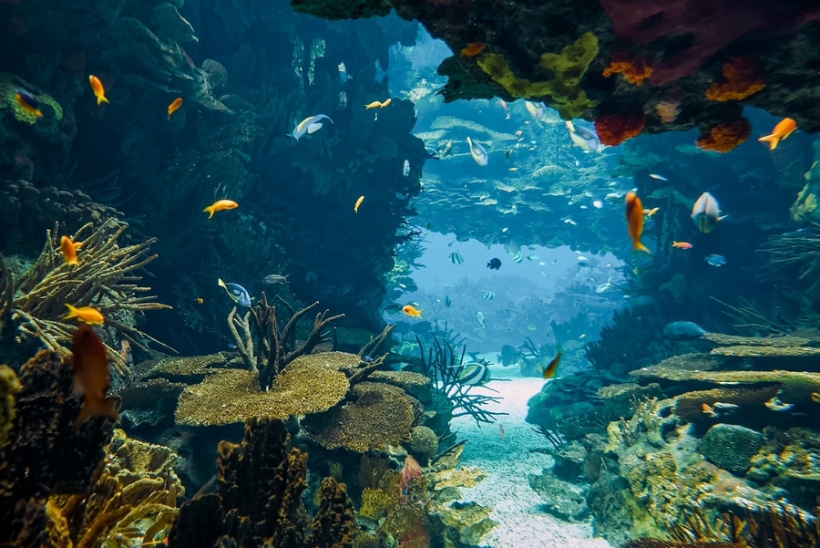 里斯本海洋馆主水族箱里奇妙的海底世界