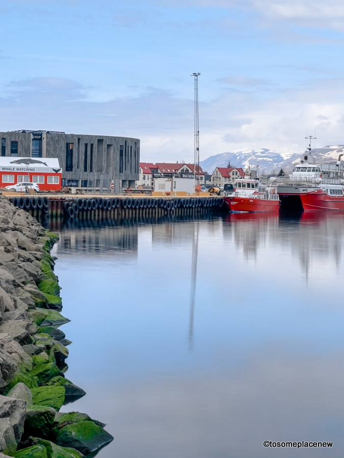 6 Best Akureyri Whale Watching Tours (eco-certified)