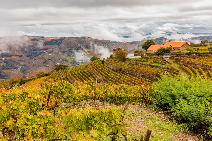 葡萄藤和景观在杜罗山谷葡萄酒厂在葡萄牙